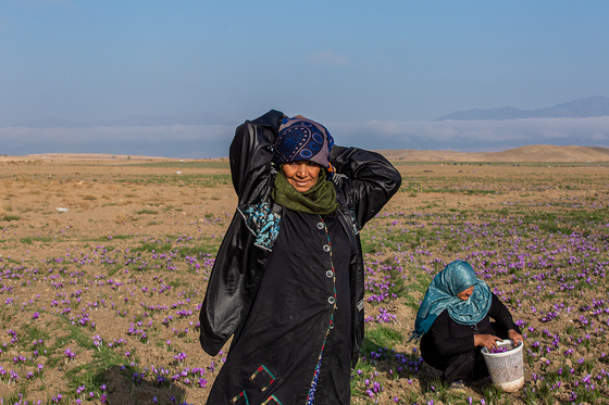 سرزمین طلای سرخ