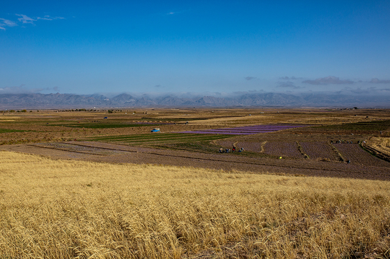 سرزمین طلای سرخ