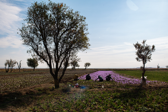 سرزمین طلای سرخ