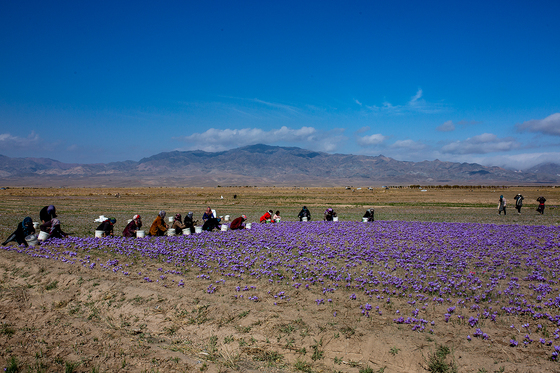 سرزمین طلای سرخ