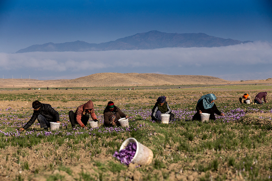 سرزمین طلای سرخ