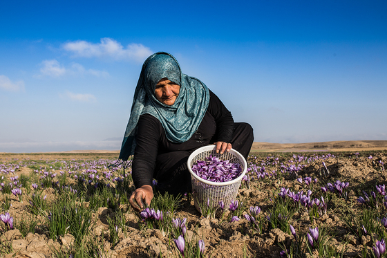 سرزمین طلای سرخ