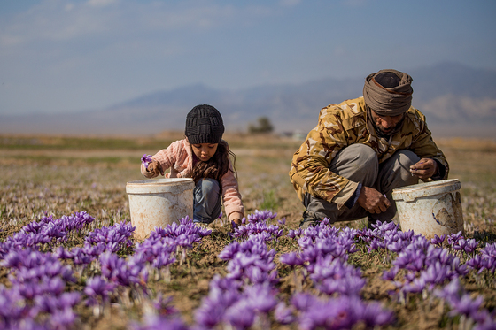 سرزمین طلای سرخ