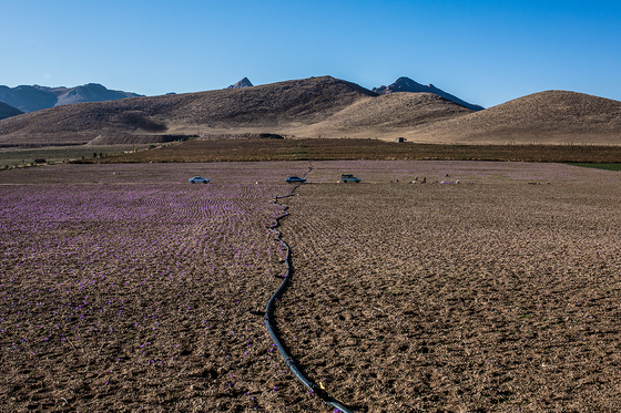 سرزمین طلای سرخ