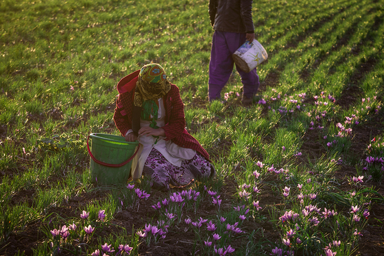 سرزمین طلای سرخ