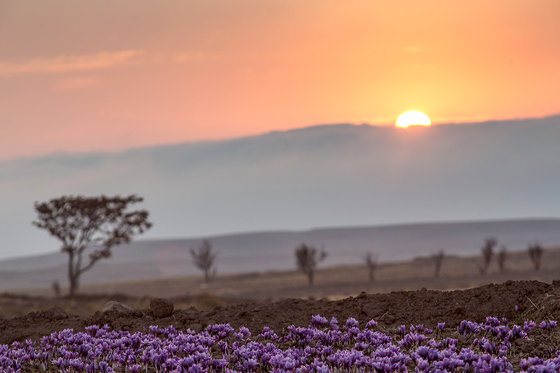 سرزمین طلای سرخ