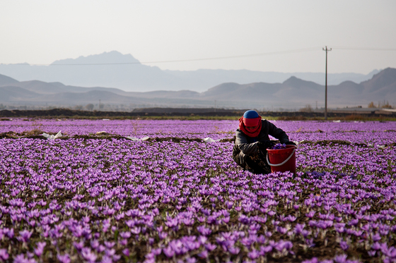 سرزمین طلای سرخ