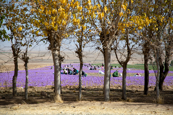 سرزمین طلای سرخ