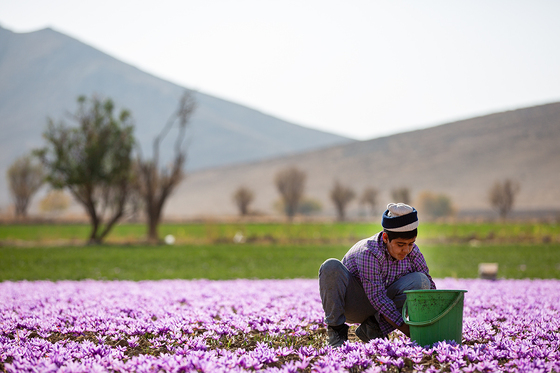 سرزمین طلای سرخ