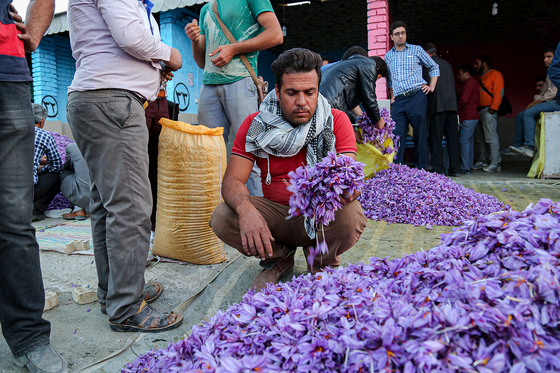 سرزمین طلای سرخ