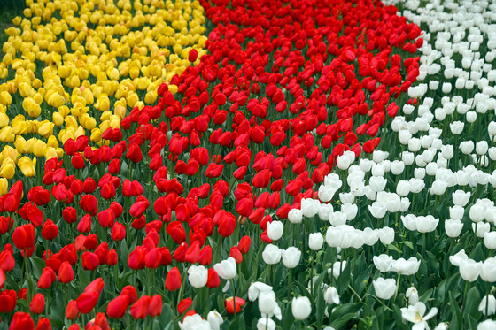 بهار گل ههای پیازی 