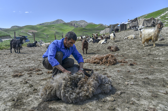 ساکنینِ کوچ