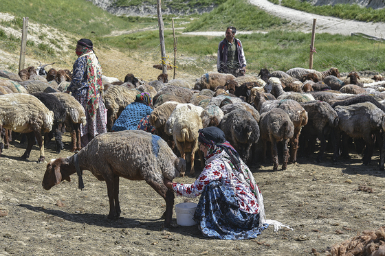 ساکنینِ کوچ