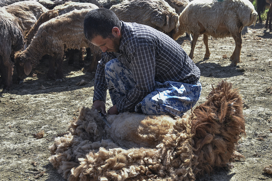 ساکنینِ کوچ