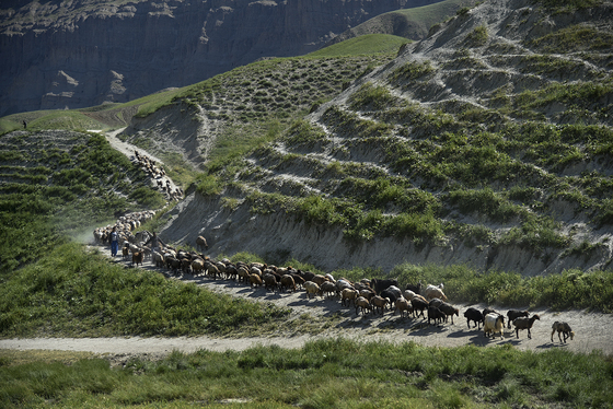 ساکنینِ کوچ