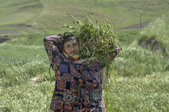 ساکنینِ کوچ