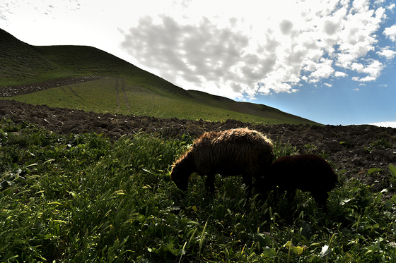 ساکنینِ کوچ