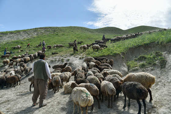 ساکنینِ کوچ