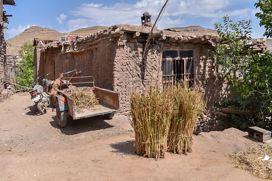 برداشت تنباکو در روستای بقمچ