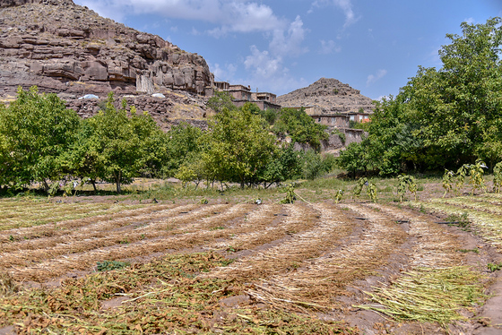 برداشت تنباکو در روستای بقمچ