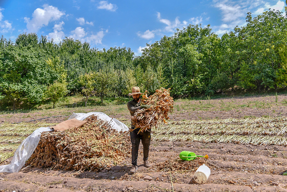 برداشت تنباکو در روستای بقمچ