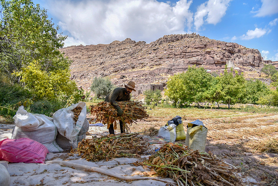 برداشت تنباکو در روستای بقمچ