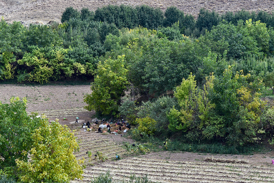 برداشت تنباکو در روستای بقمچ