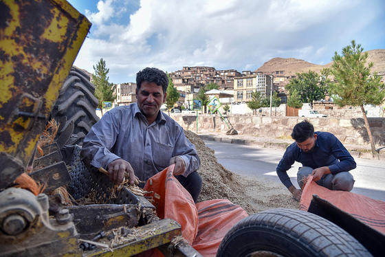 برداشت تنباکو در روستای بقمچ