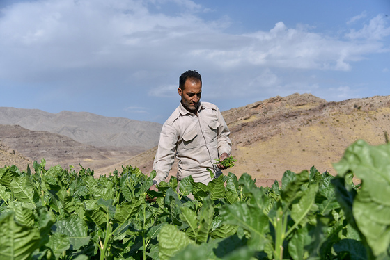 برداشت تنباکو در روستای بقمچ