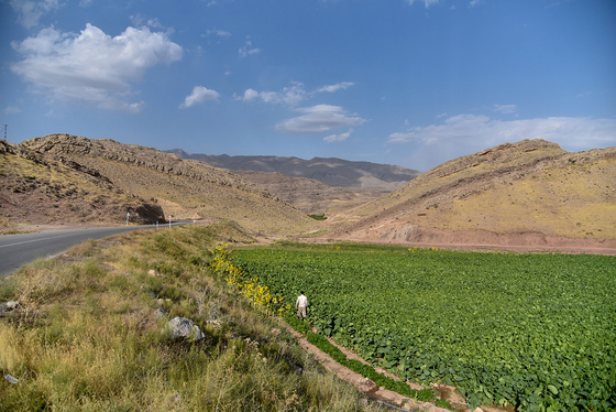 برداشت تنباکو در روستای بقمچ