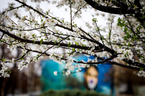 بارش باران در مشهد