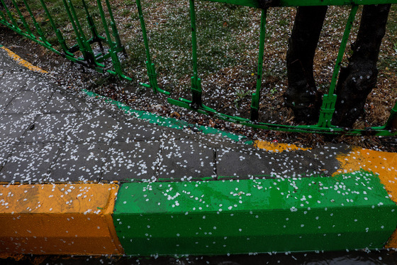 بارش باران در مشهد