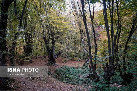 گزارش تصویری | پاییز در النگ دره