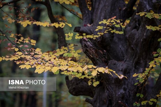 گزارش تصویری | پاییز در النگ دره