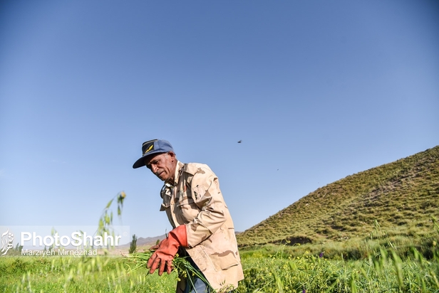 تصاویری از روستای حاجی بیگی