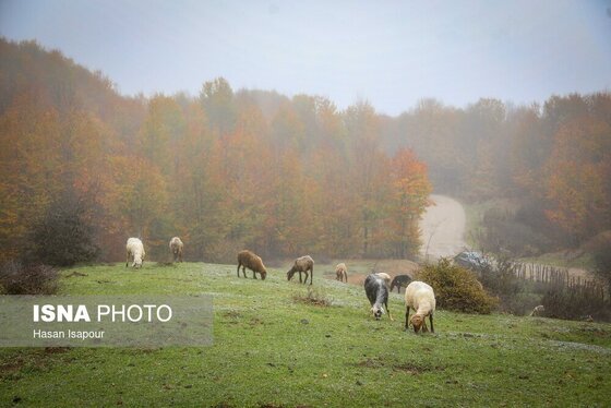 ایران زیباست | پاییز در سوادکوه