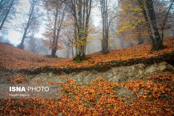 ایران زیباست | پاییز در سوادکوه