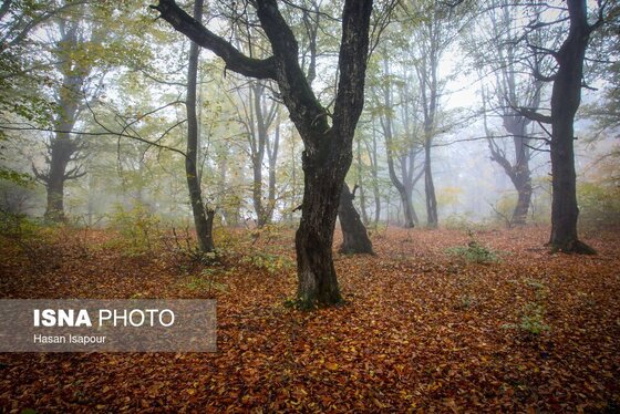 ایران زیباست | پاییز در سوادکوه
