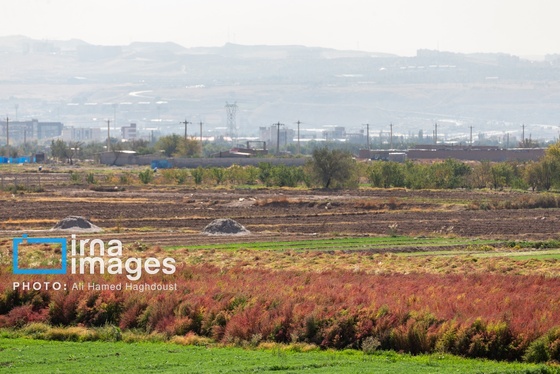 گزارش تصویری | جاروی سنتی قَرامَلِک