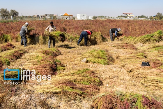 گزارش تصویری | جاروی سنتی قَرامَلِک