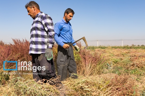 گزارش تصویری | جاروی سنتی قَرامَلِک