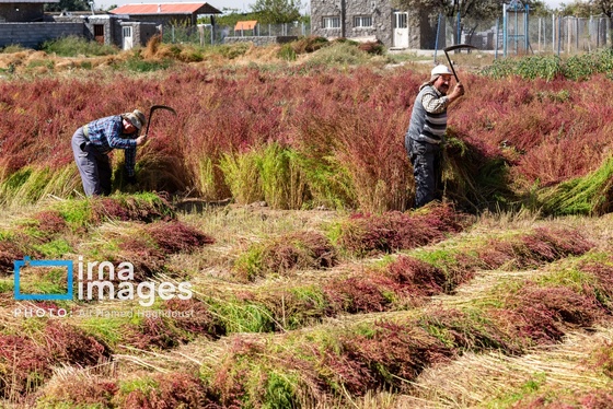 گزارش تصویری | جاروی سنتی قَرامَلِک