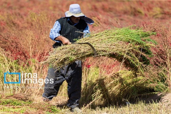 گزارش تصویری | جاروی سنتی قَرامَلِک