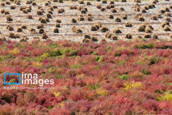 گزارش تصویری | جاروی سنتی قَرامَلِک