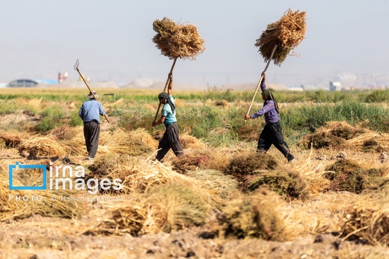 گزارش تصویری | جاروی سنتی قَرامَلِک