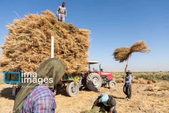 گزارش تصویری | جاروی سنتی قَرامَلِک