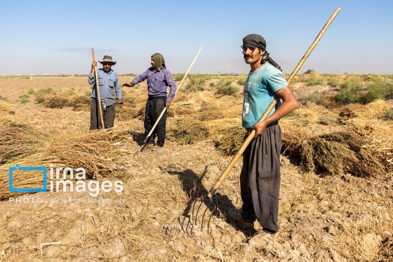 گزارش تصویری | جاروی سنتی قَرامَلِک