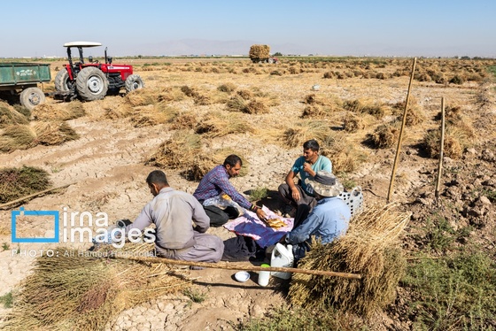 گزارش تصویری | جاروی سنتی قَرامَلِک