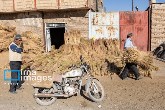 گزارش تصویری | جاروی سنتی قَرامَلِک