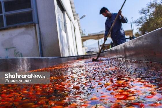 گزارش تصویری | کارخانه تولید رب گوجه فرنگی